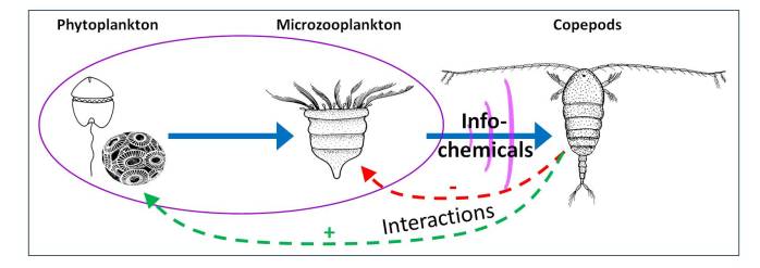 Infochemical interactions